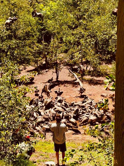 vulture-conservation-safari-lodge