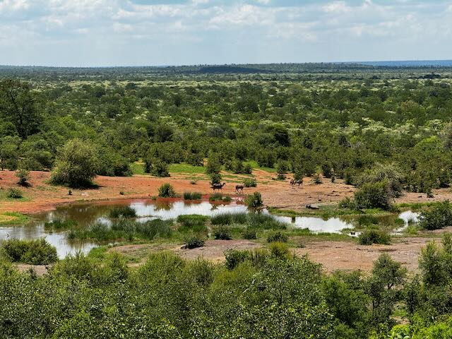 safari-lodge-waterhole-with-kudu