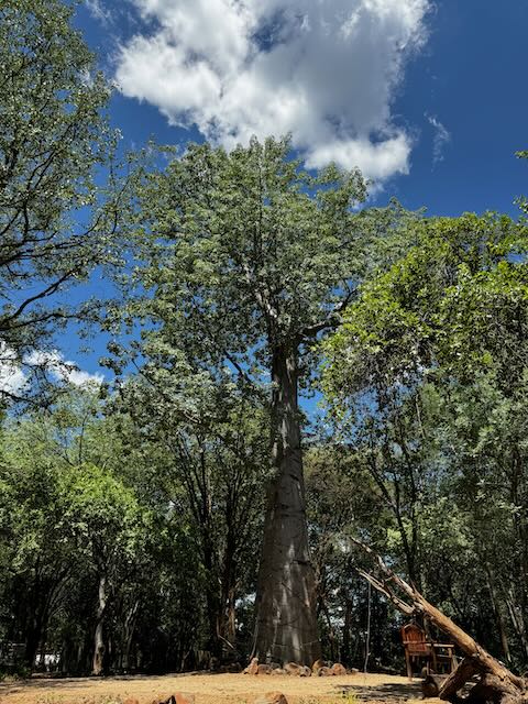 safari-lodge-tree
