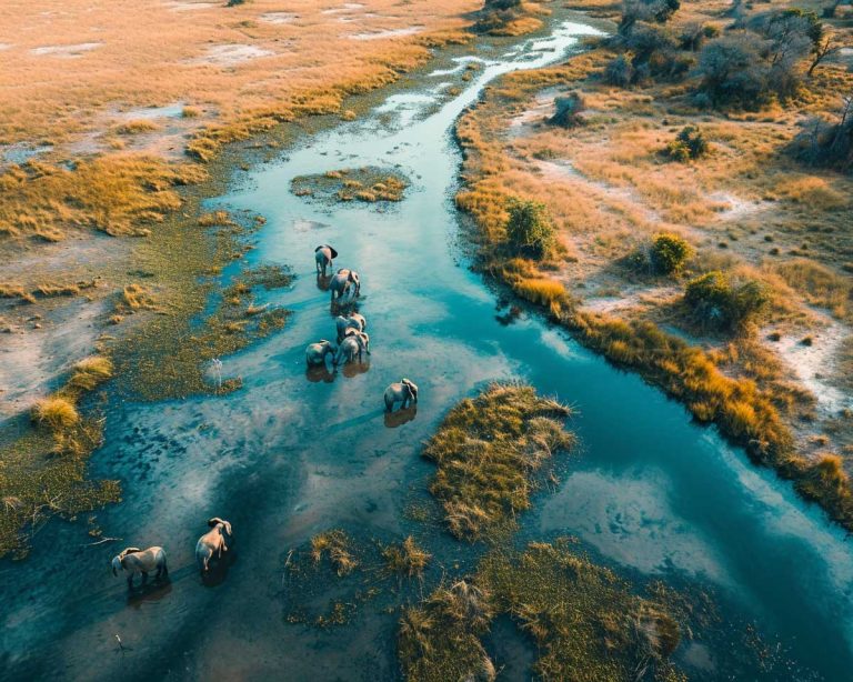 A herd of elephant navigate the Okavango Delta's narrow channels