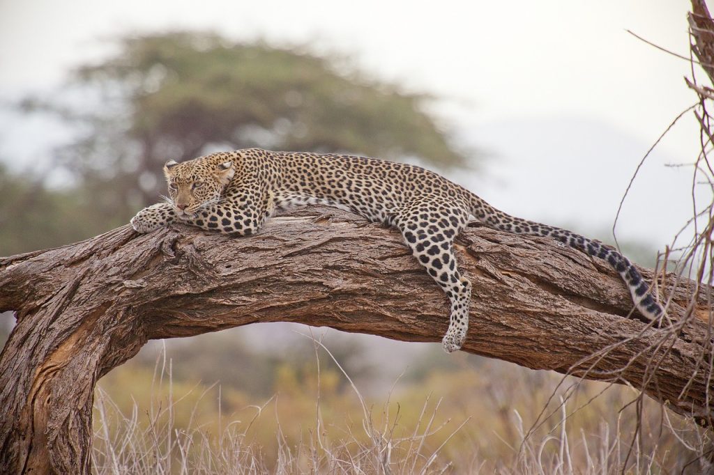 leopard, safari, africa-163035.jpg