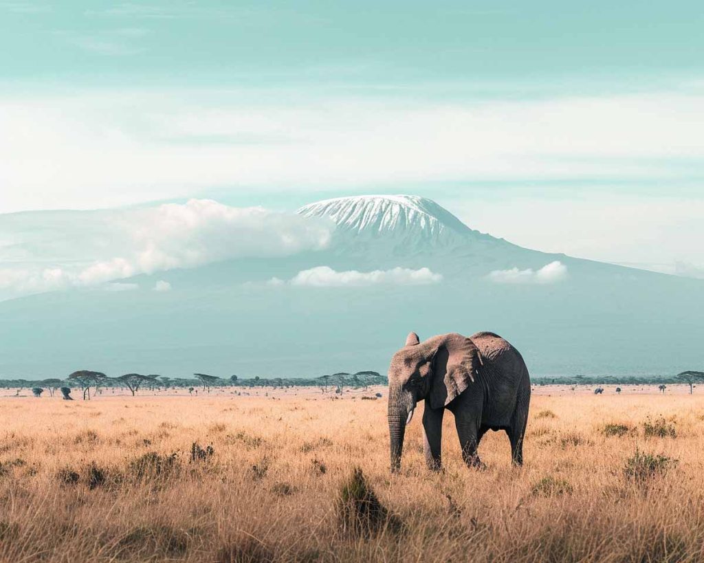 Elephant grazes in the foothills of Mount Kilimanjaro