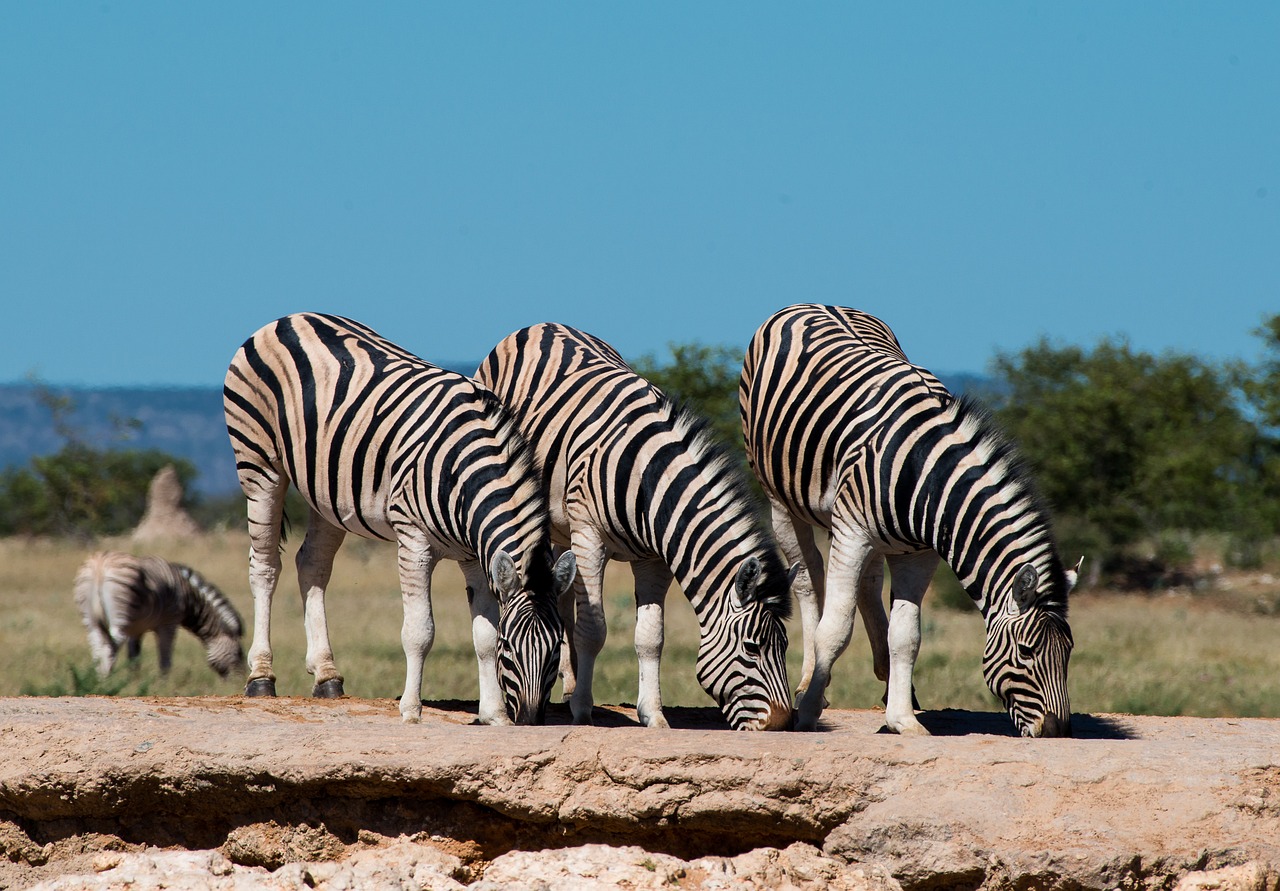 zebras, water hole, africa-4461139.jpg