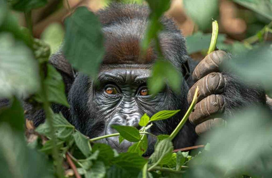 Gorilla eating leaves and stems