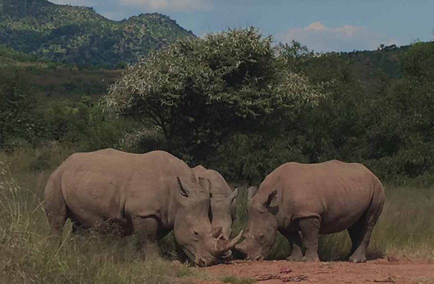 A Group of Rhino at Khama Rhino