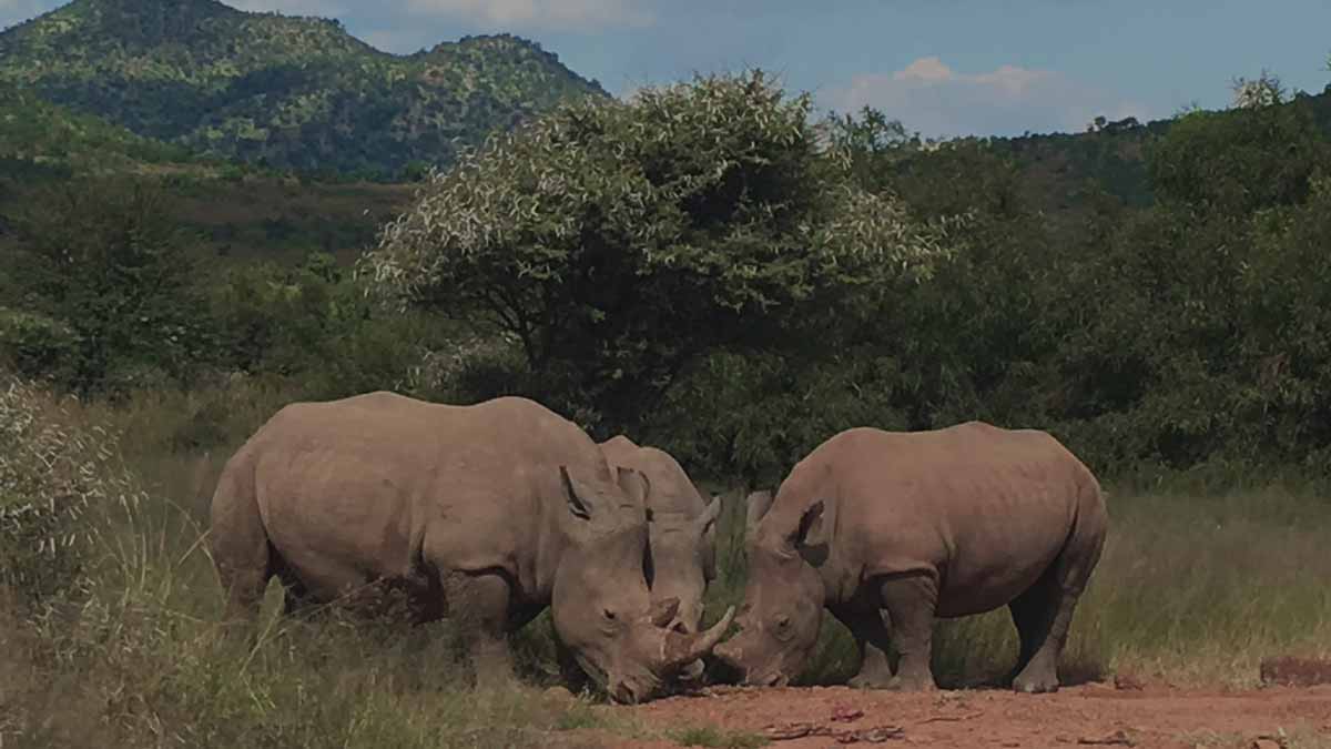 A Group of Rhino at Khama Rhino