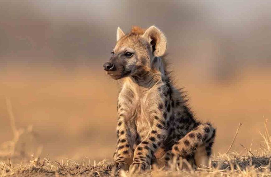 Spotted hyena cub